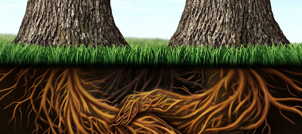 Echoing Hills blog talks about a root system providing strength